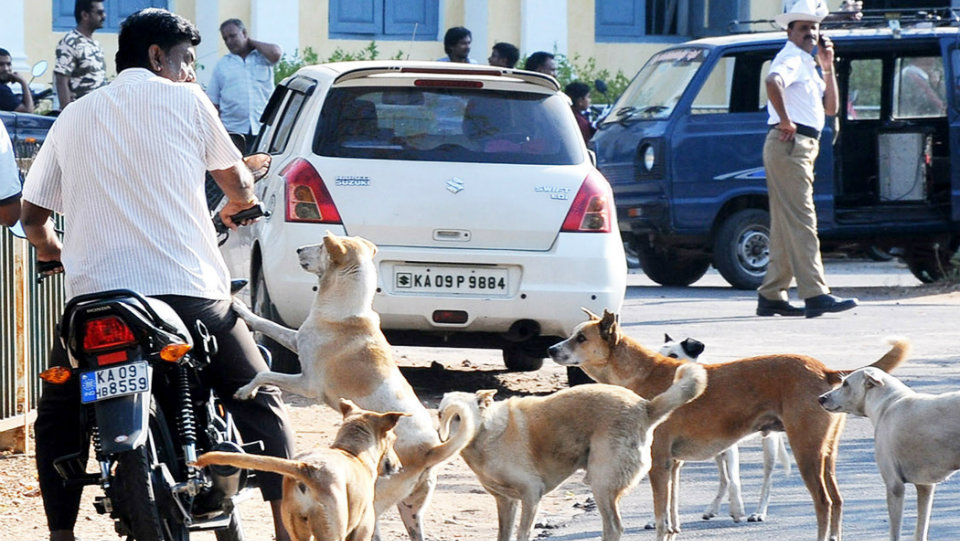 6 injured in stray dogs attack