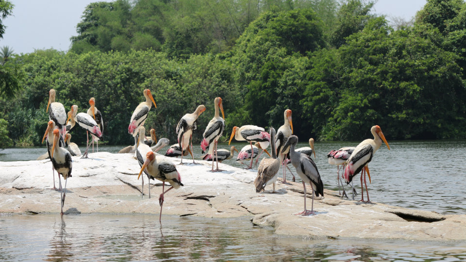 Ranganathittu Bird Sanctuary declared Eco Sensitive Zone