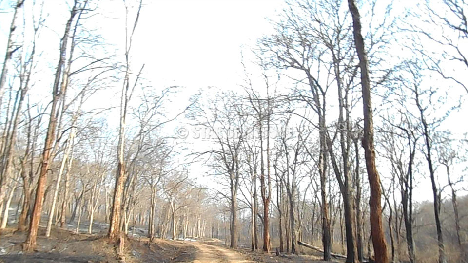 Bandipur forest fire put off