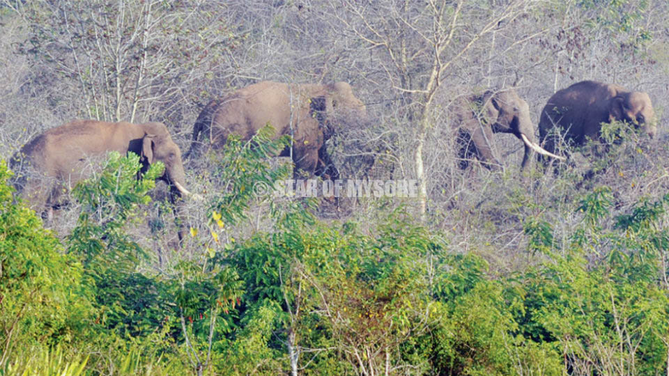 Wild elephants wreak havoc near Hunsur