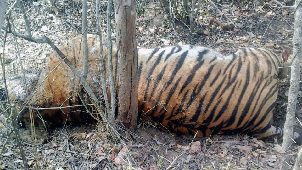 Territorial fight kills tigress in Bandipur