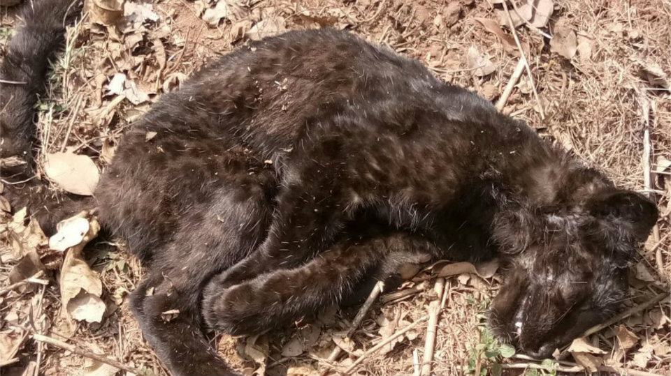 Rare black leopard cub dies after fight with tiger