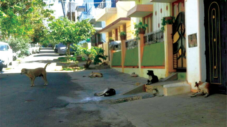 Put an end to stray dog menace