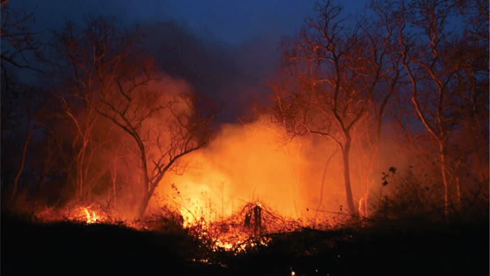 Bandipur wildfire: Gusty winds hinder dousing operations