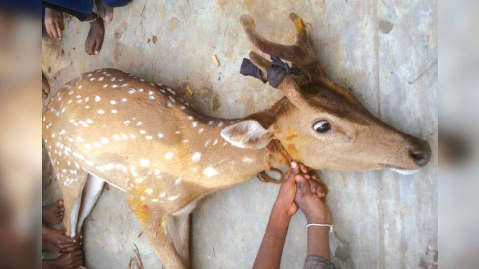 Villagers rescue deer from dogs