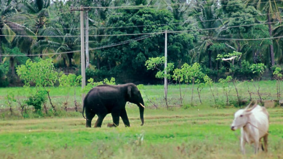 Man-Elephant conflict reaches its peak in Kodagu