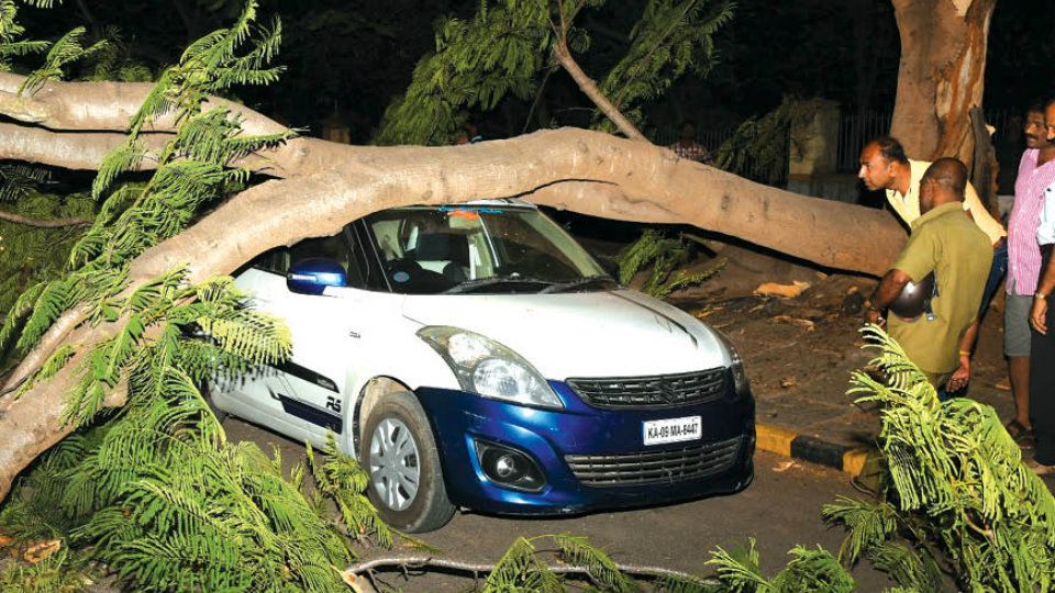 Tree branch falls, car damaged