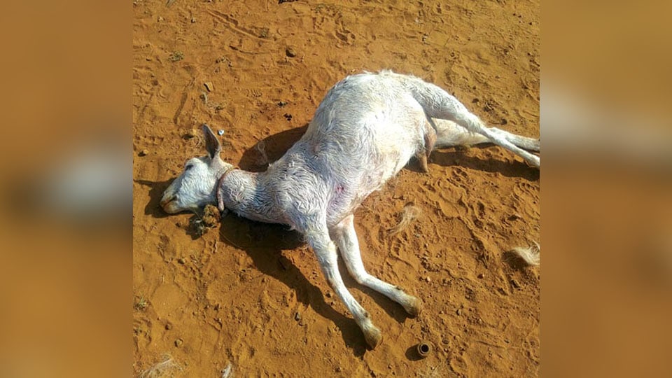 Stray dogs attack children: Devour a goat, hens