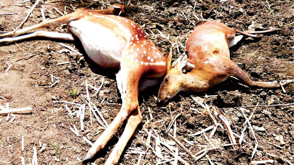 5 spotted deer, 7 wild goats poisoned in Nagarahole fringes