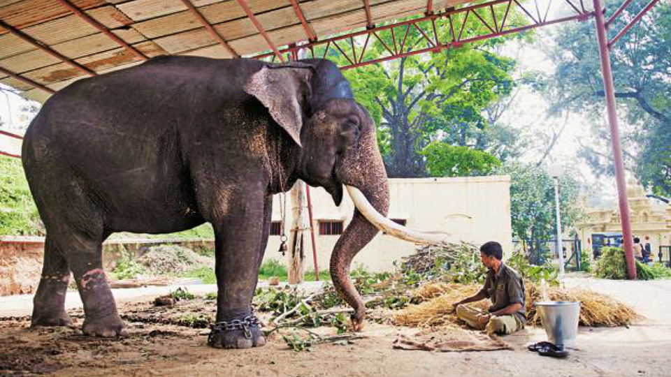Forest Dept. to take over three Palace elephants