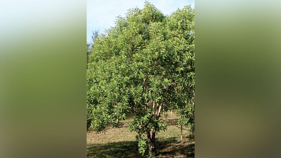 Single Sandalwood Tree | vlr.eng.br