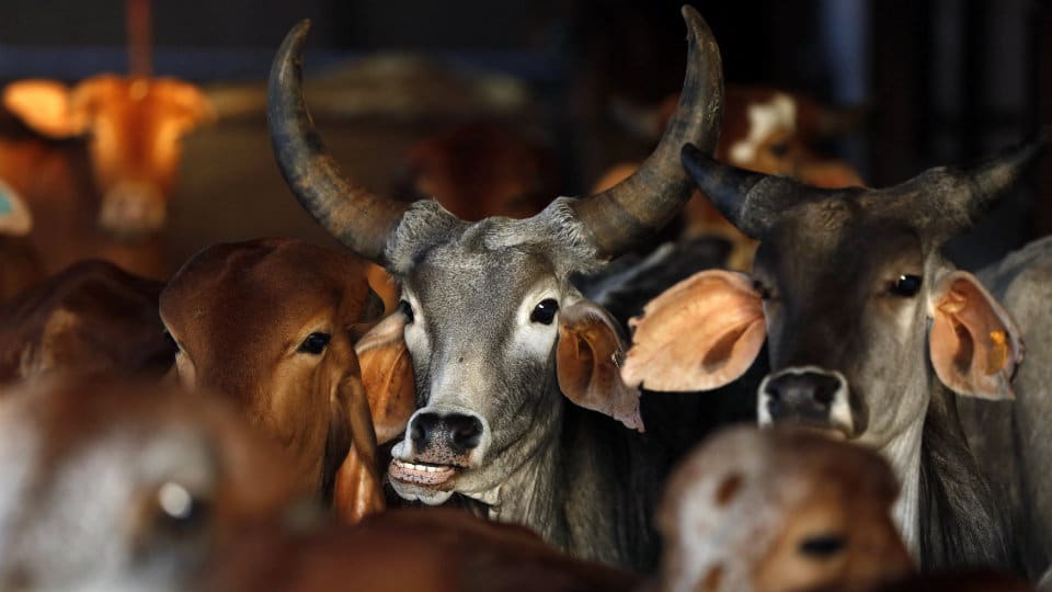 Cattle-lifter held: One cow worth Rs. 40,000 rescued