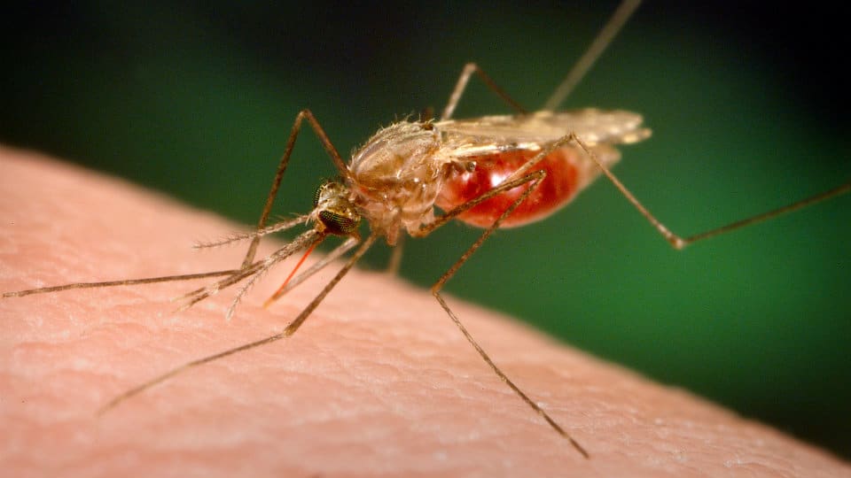 Anti-Malaria like steps to check Dengue cases in Mysuru