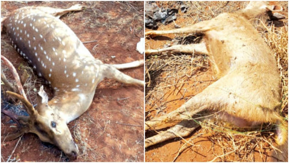Six deer found dead in BRT Reserve