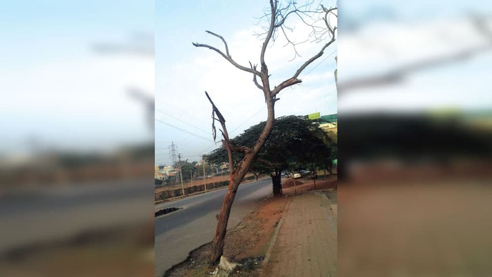 Dead tree posing danger at Vijayanagar