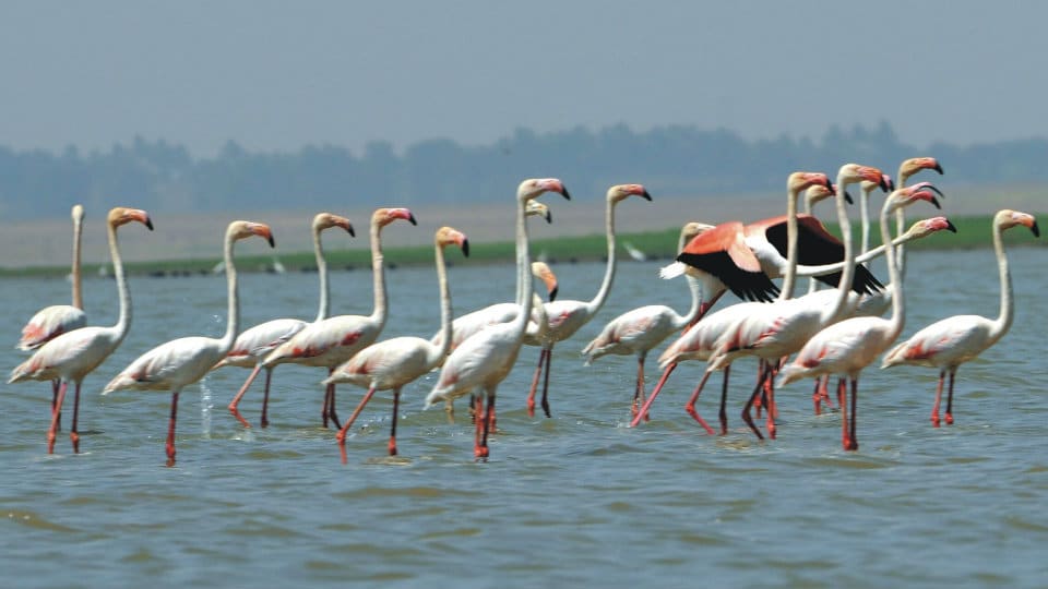 Bird-watchers make a beeline to Tungabhadra Dam
