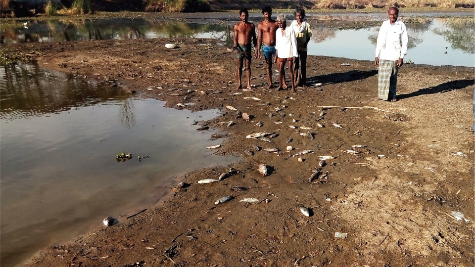 Thousands of fish die at Boodanooru Lake