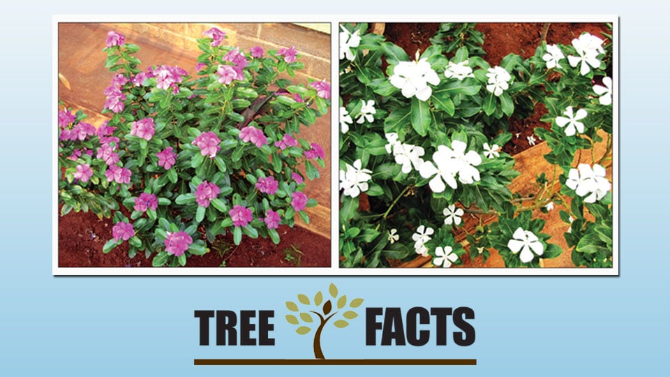 Tree Facts: Pretty Periwinkle