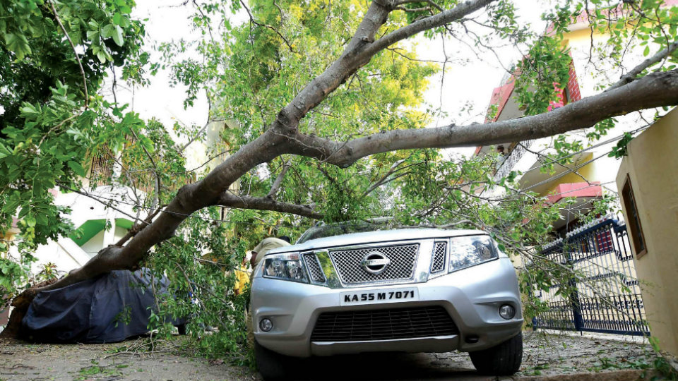 Tree falls on parked cars