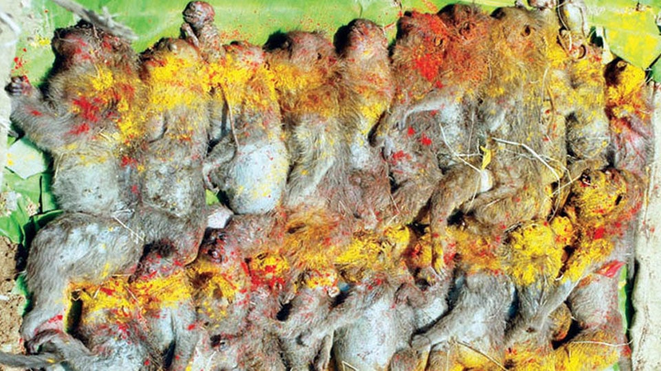 30 monkeys poisoned to death; dumped at Pandavapura