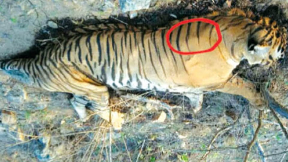 Tiger Prince, the favourite among visitors in Bandipur dead