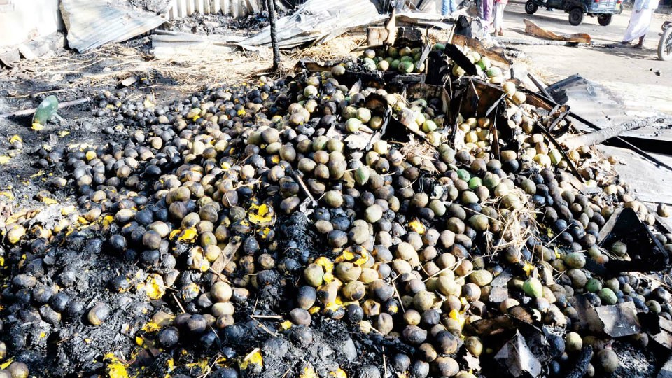 Nanjangud Mango Mandi set ablaze; lakhs of rupees worth fruits gutted