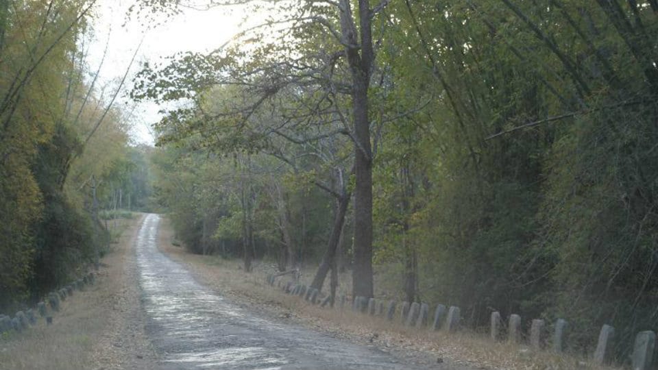 Killer road humps near Bandipur