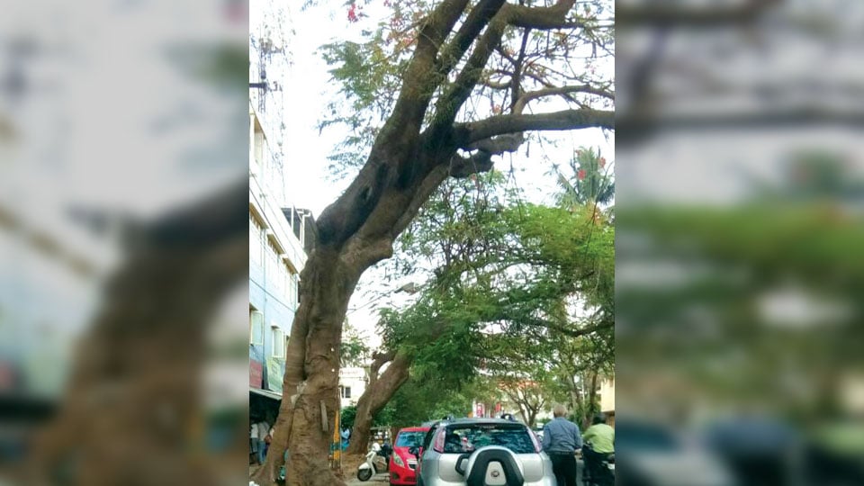 Leaning trees posing danger in Gokulam