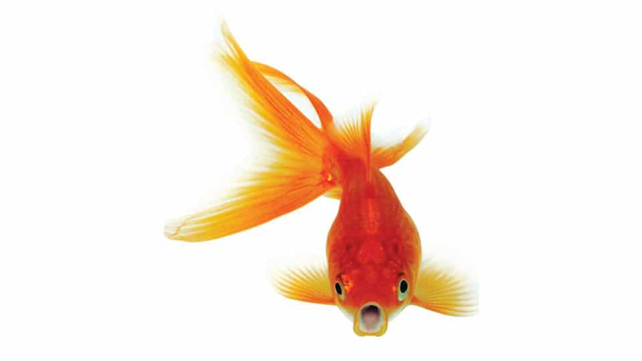 Pet Talk Star Of Mysore