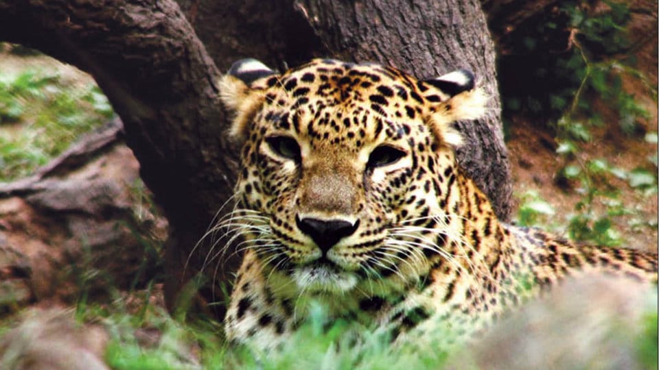 Living with the Leopard