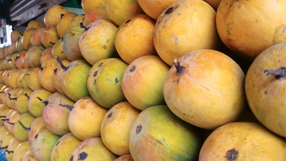 Take a bite: Mango fever grips city