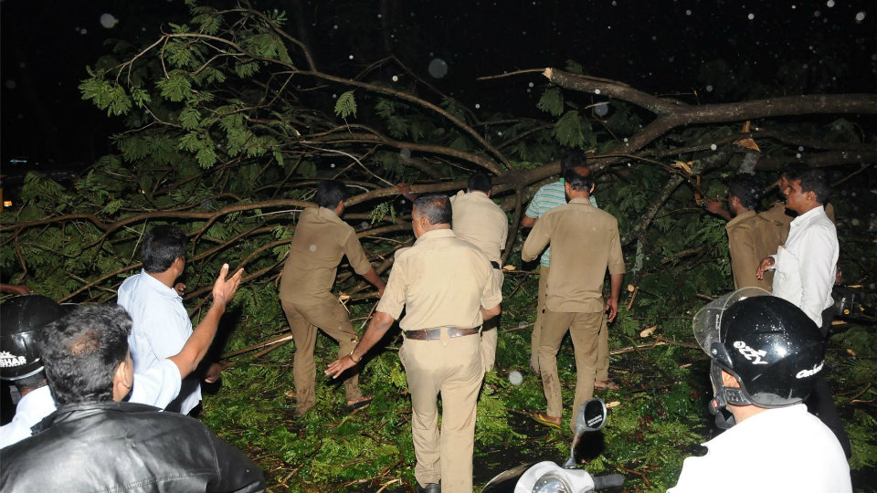 Heavy rains, wind bring down trees and electric poles in city