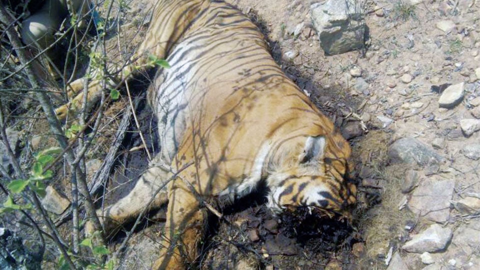 Mystery shrouds death of ‘Prince’ in Bandipur