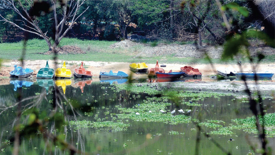 Karanji Lake resembles a small pond; boating activity suspended; best time to de-silt, say environmentalists