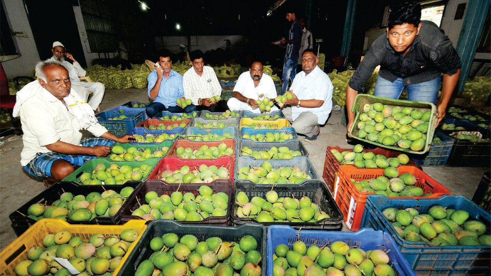 Three-month Mango Mela in city from May 1
