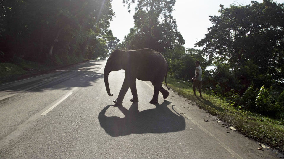 Driver panics after seeing wild elephant, rams car into tree