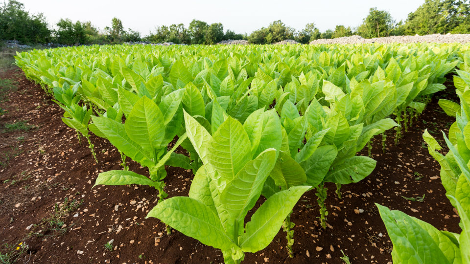Tobacco Board fixes crop size for 2017-18 season in Karnataka