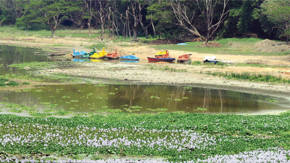 Boats grounded at Karanji Lake