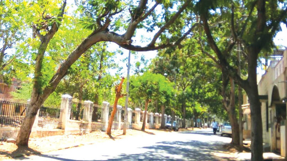 Tree posing danger at Krishnamurthypuram