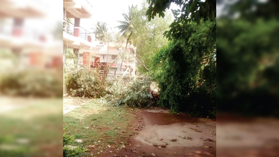 Precarious tree branches posing danger in Brindavan Extension