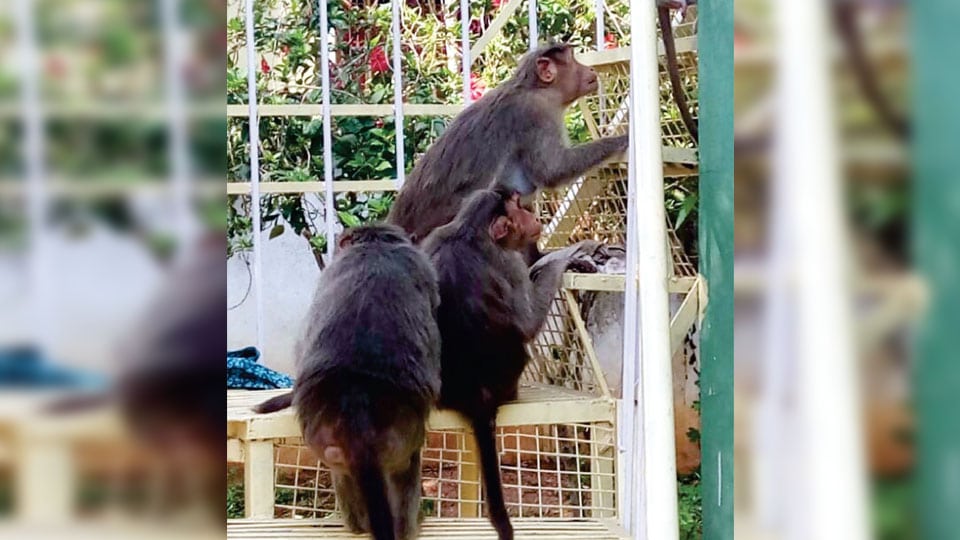 Monkey menace in Jayanagar