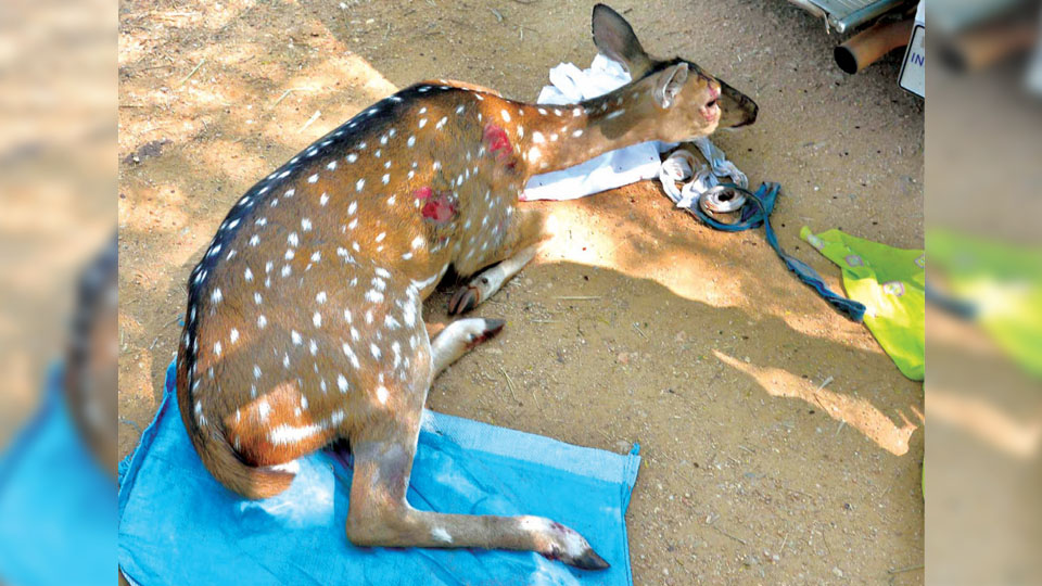 Morning walkers rescue injured deer at Lingambudhi Park