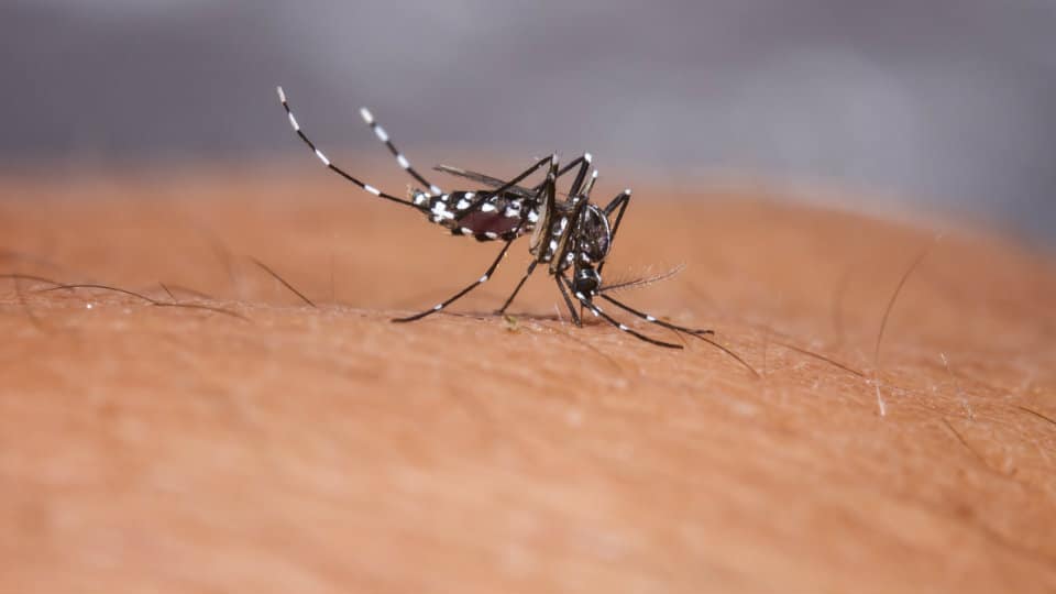 Five-year-old boy dies of suspected dengue