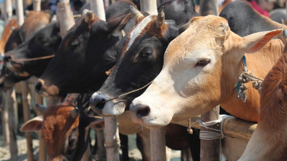 Madras HC stays Centre’s ban on cattle slaughter