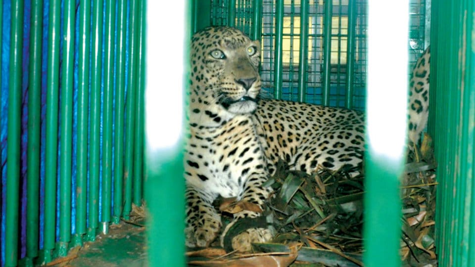 Leopard trapped at Hunsur: Shifted to Nagarahole
