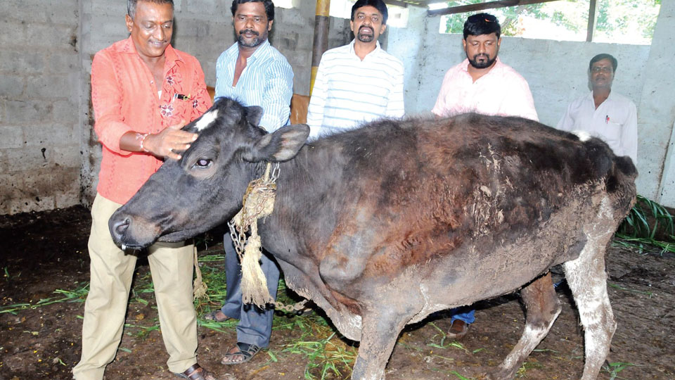 MCC rescues neglected cow