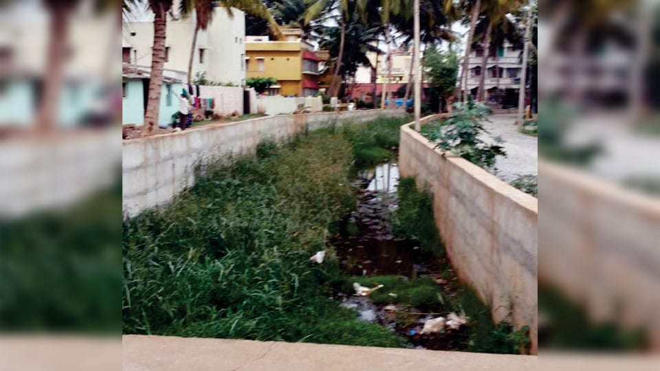 Clear bushes grown inside drain at Saraswathipuram