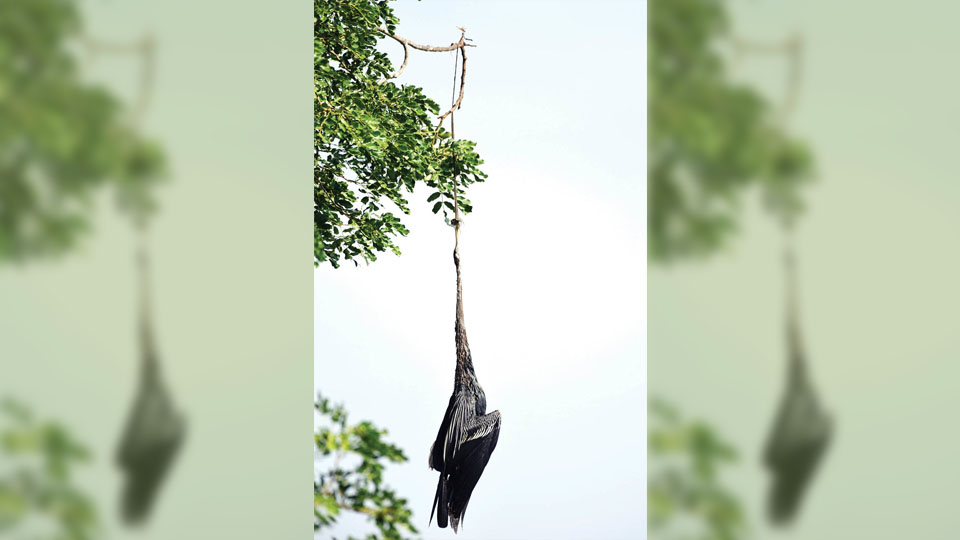 Rare bird found dead at Kukkarahalli