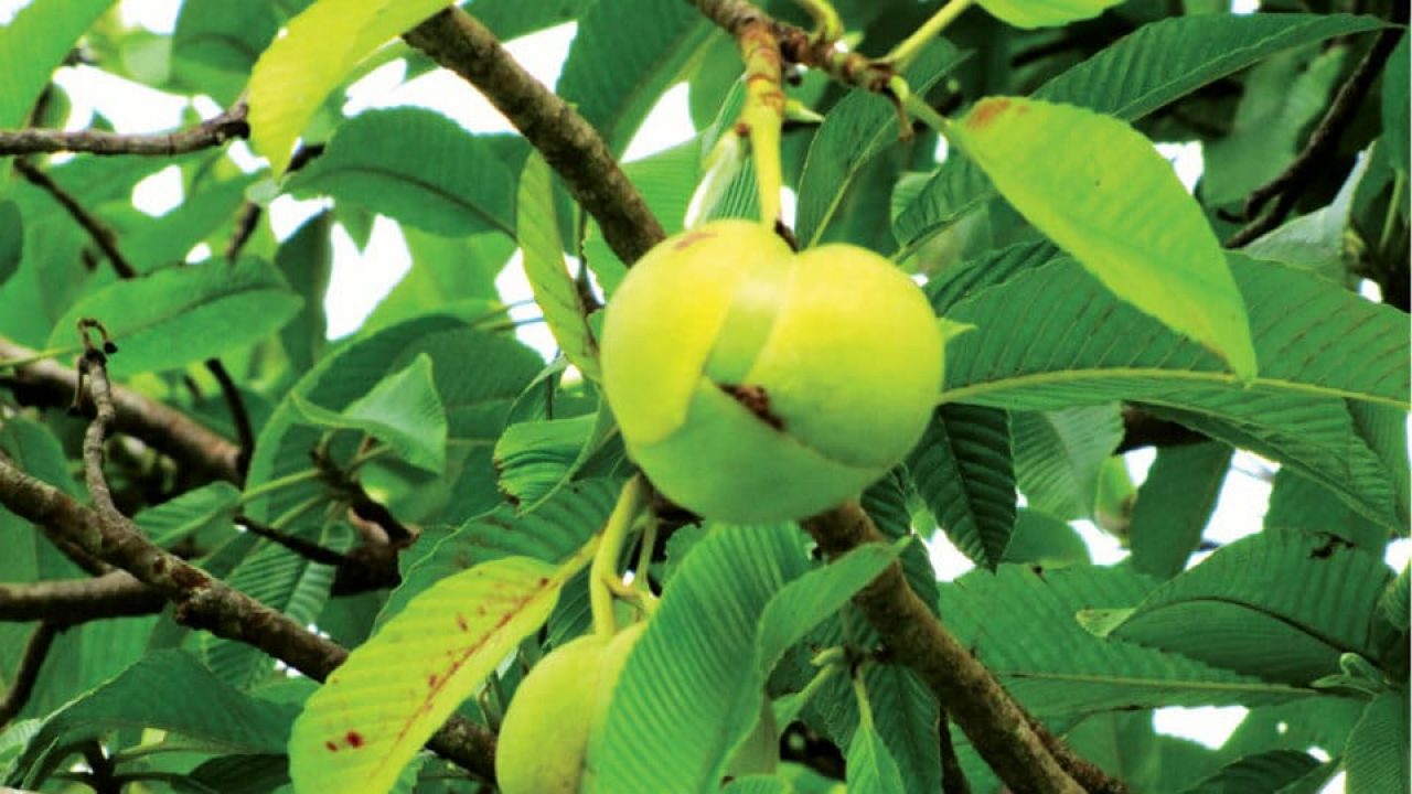 Tree Facts The Elegant Elephant Apple Star Of Mysore