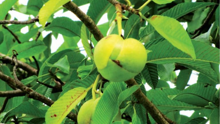 tree-facts-the-elegant-elephant-apple-star-of-mysore